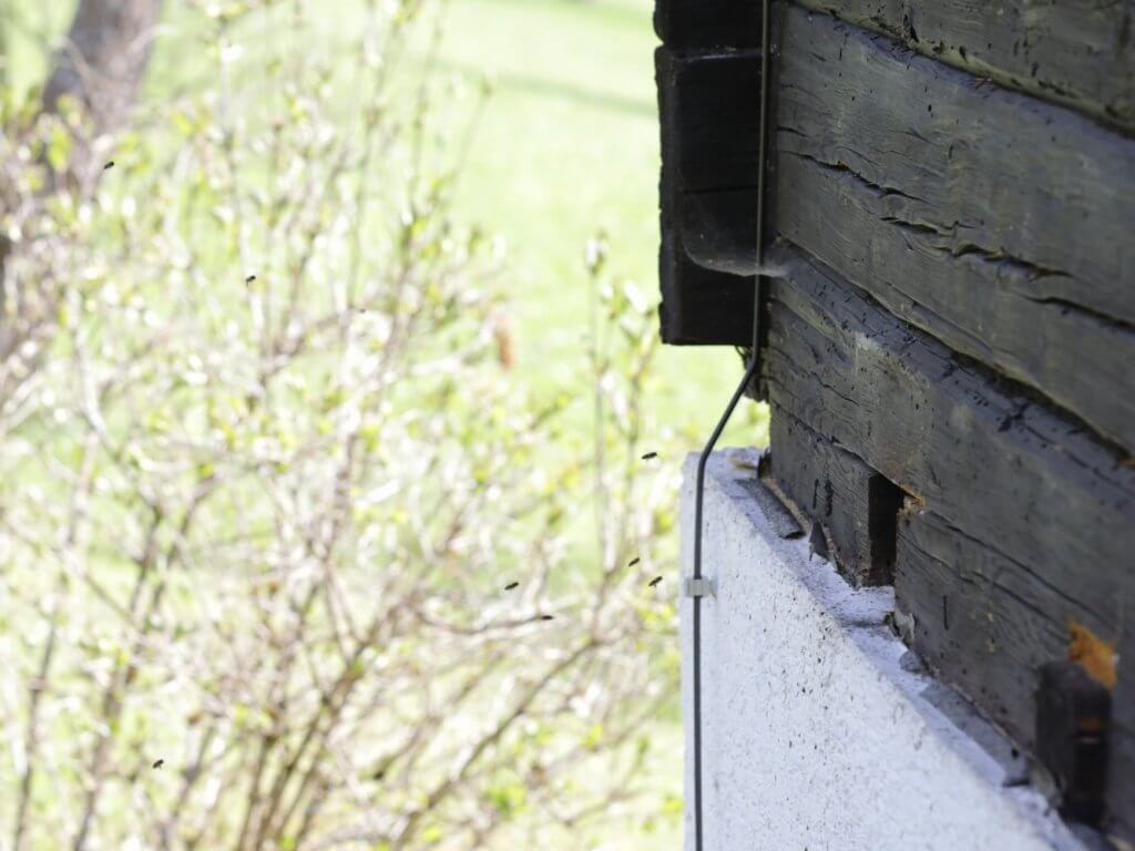 Bienen in Hauswand