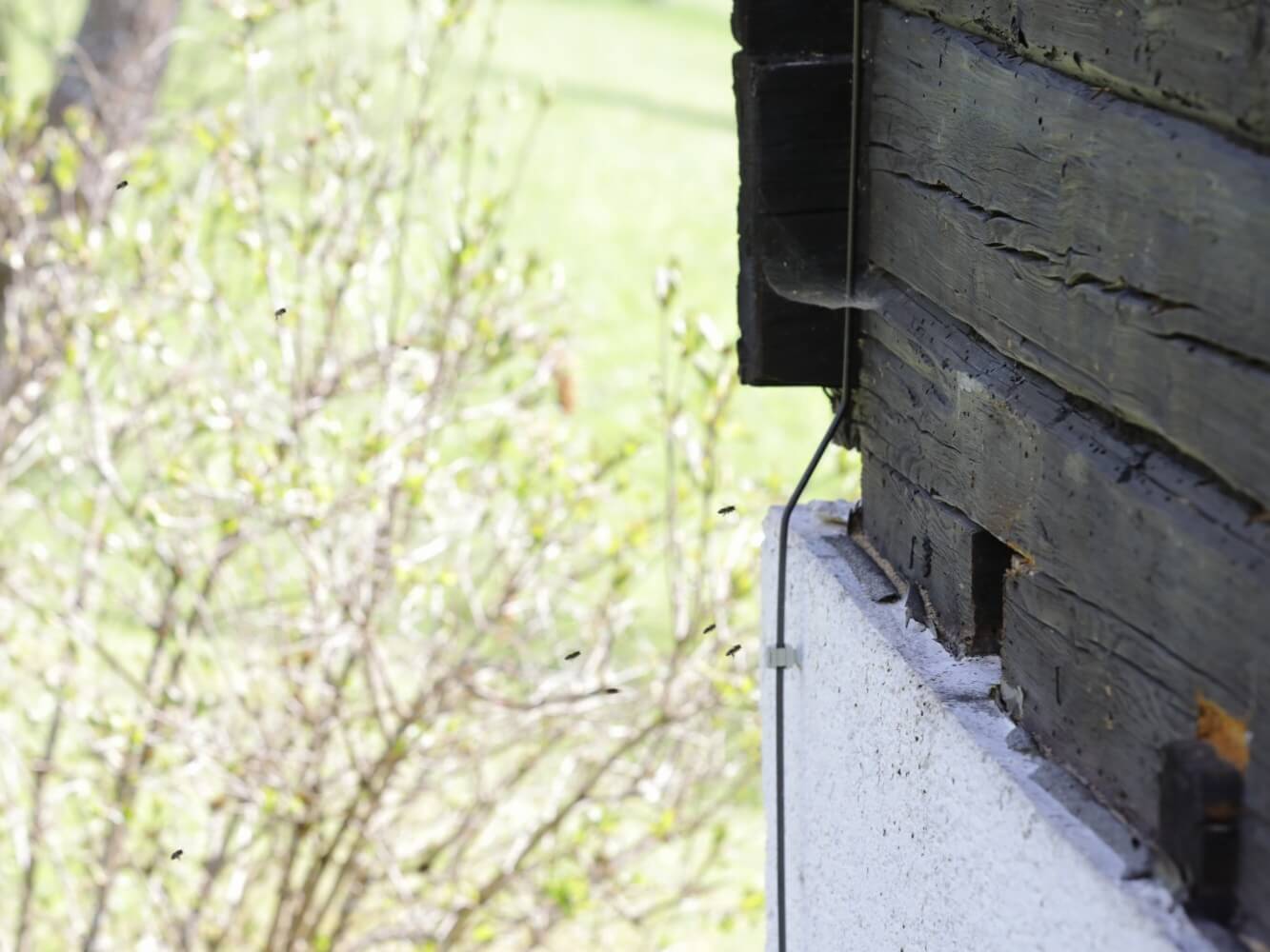 Bienen in Hauswand